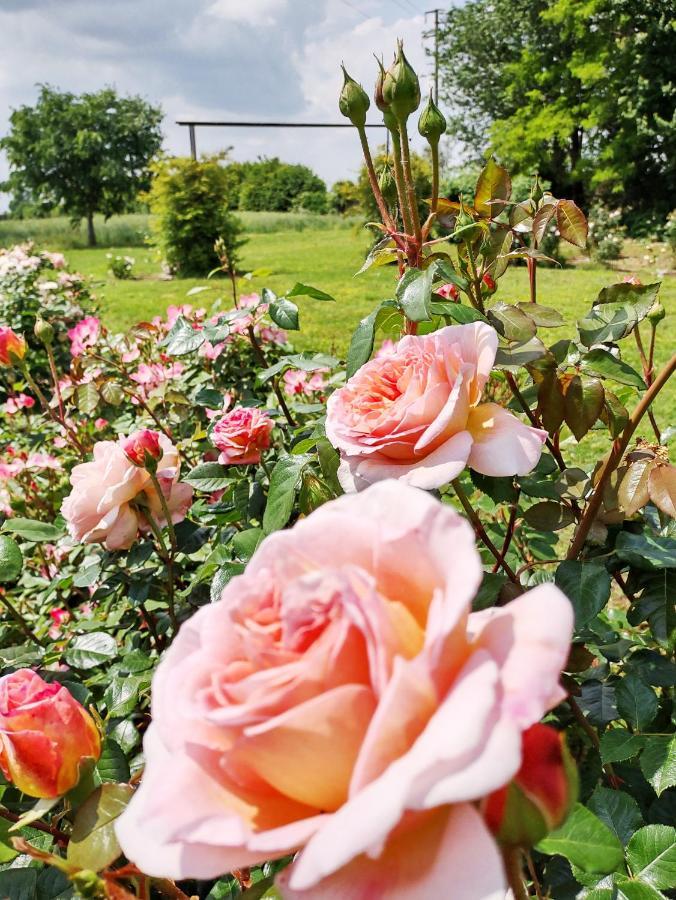 Agriturismo Fiorbello Montirone ภายนอก รูปภาพ